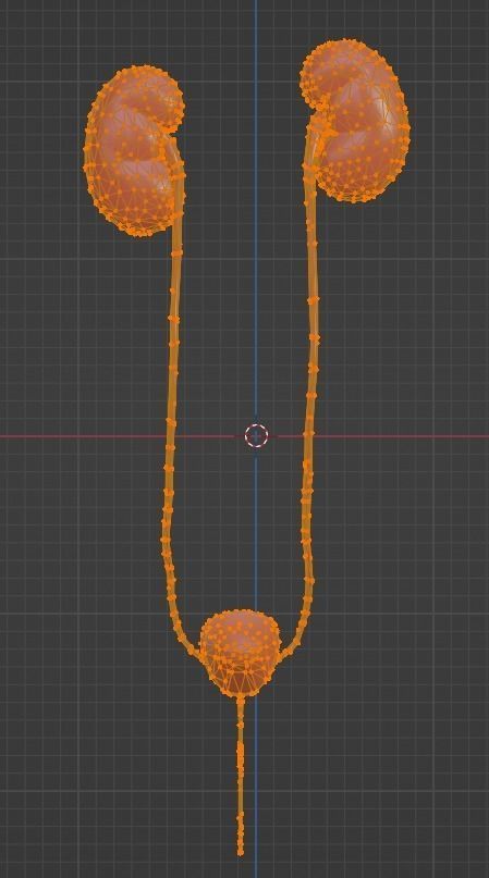 3D Model of Urinary System 3D model_11