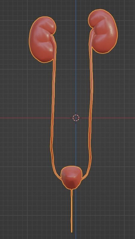 3D Model of Urinary System 3D model_10
