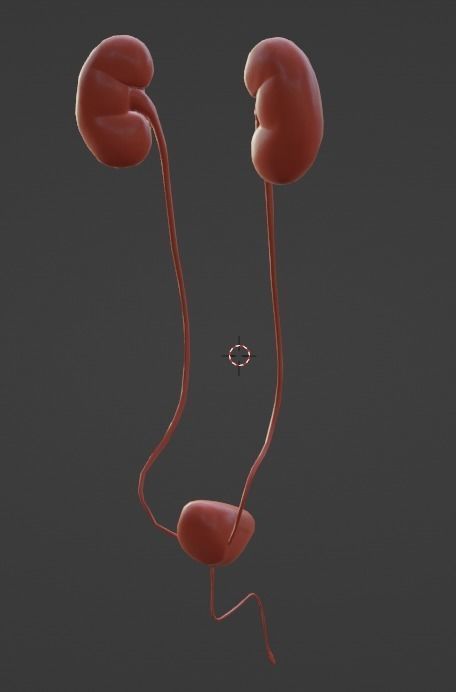 3D Model of Urinary System 3D model_3