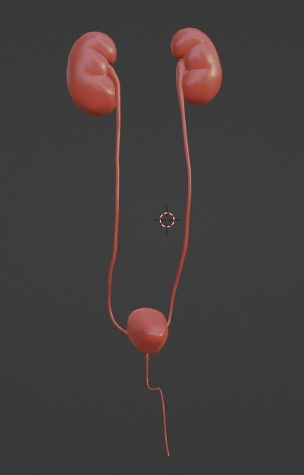 3D Model of Urinary System 3D model_6