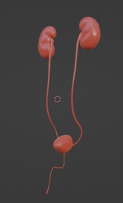 3D Model of Urinary System 3D model_5