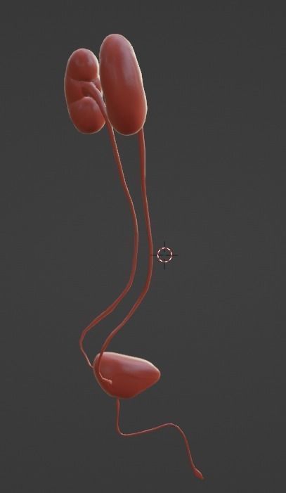 3D Model of Urinary System 3D model_4