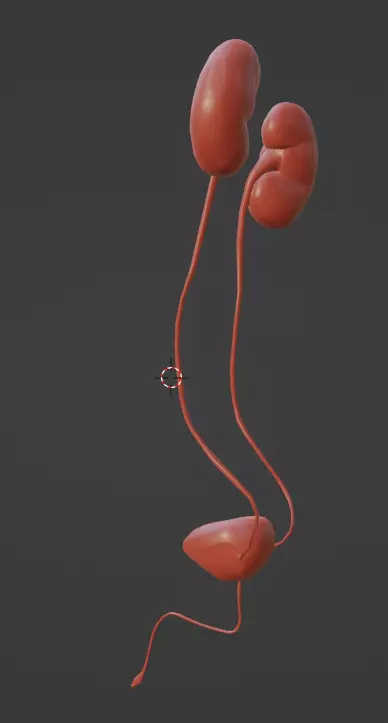 3D Model of Urinary System 3D model_0