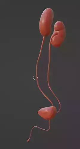 3D Model of Urinary System 3D model