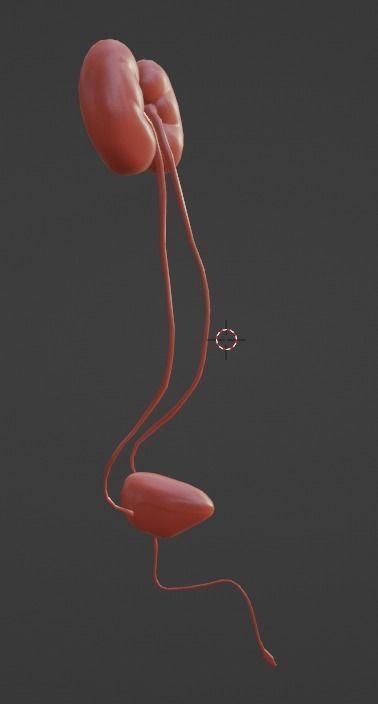 3D Model of Urinary System 3D model_7
