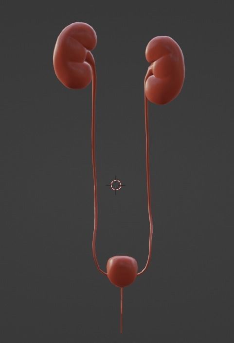 3D Model of Urinary System 3D model_2