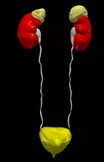 3D Model of Urinary System v2 3D model_0