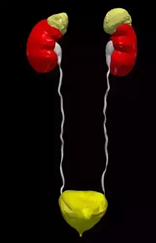3D Model of Urinary System v2 3D model