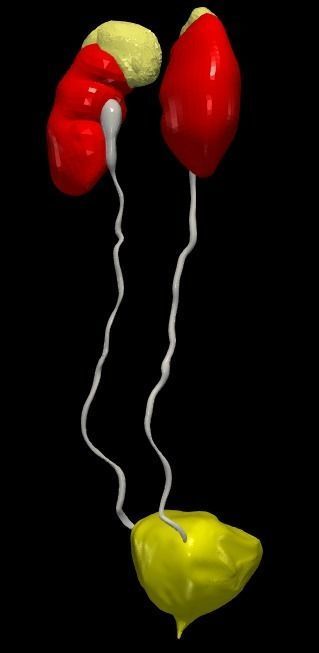 3D Model of Urinary System v2 3D model_22
