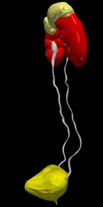 3D Model of Urinary System v2 3D model_19