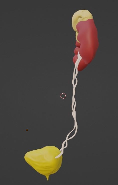 3D Model of Urinary System v2 3D model_4