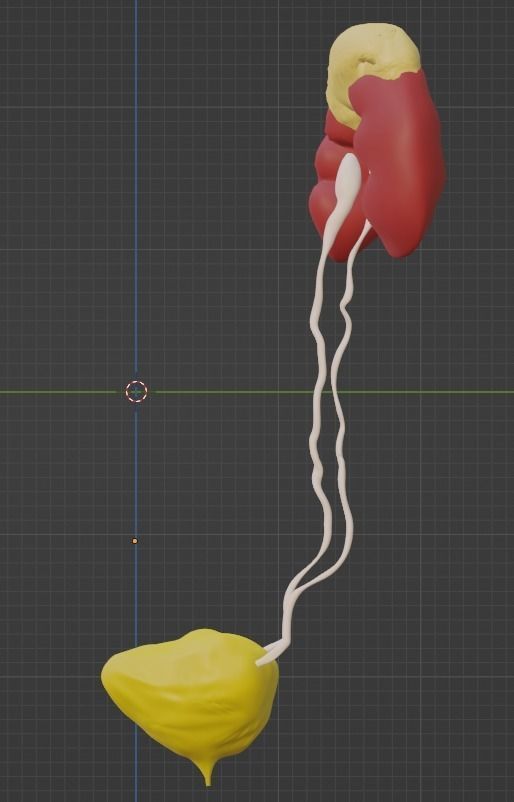 3D Model of Urinary System v2 3D model_14