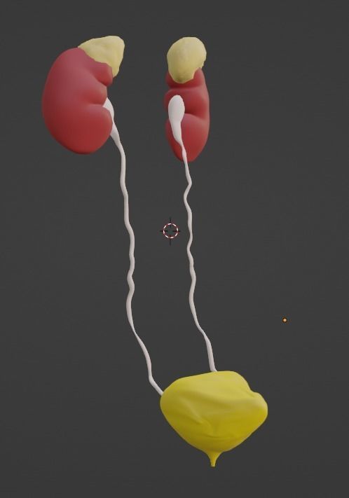 3D Model of Urinary System v2 3D model_9