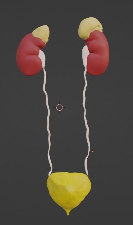 3D Model of Urinary System v2 3D model_10