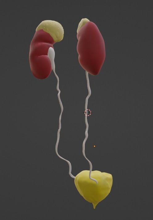 3D Model of Urinary System v2 3D model_7