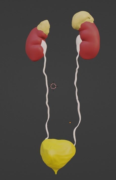 3D Model of Urinary System v2 3D model_2