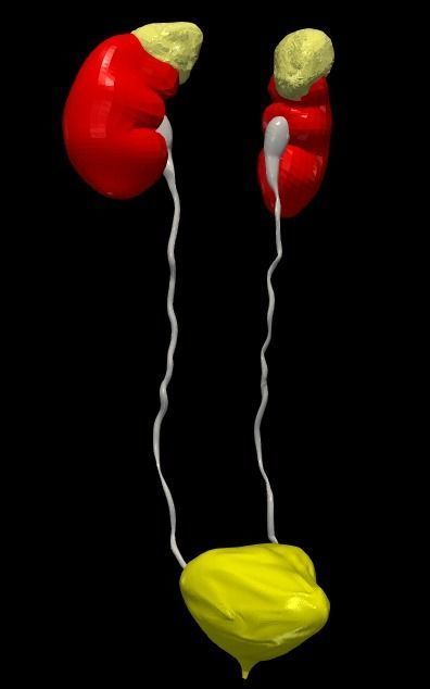 3D Model of Urinary System v2 3D model_24