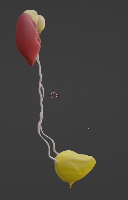 3D Model of Urinary System v2 3D model_8