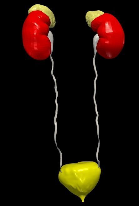 3D Model of Urinary System v2 3D model_20