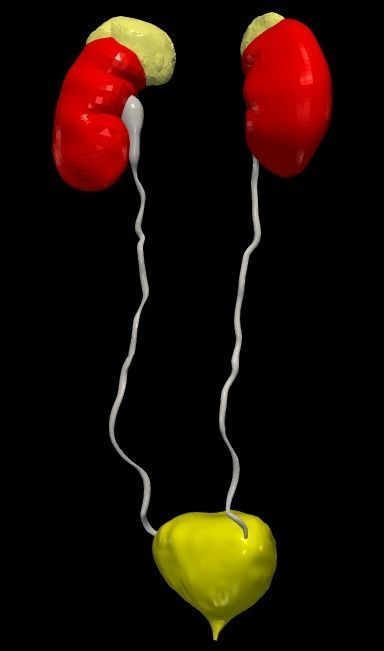 3D Model of Urinary System v2 3D model_21