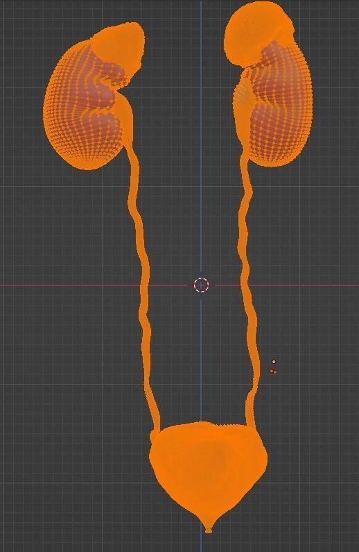 3D Model of Urinary System v2 3D model_13
