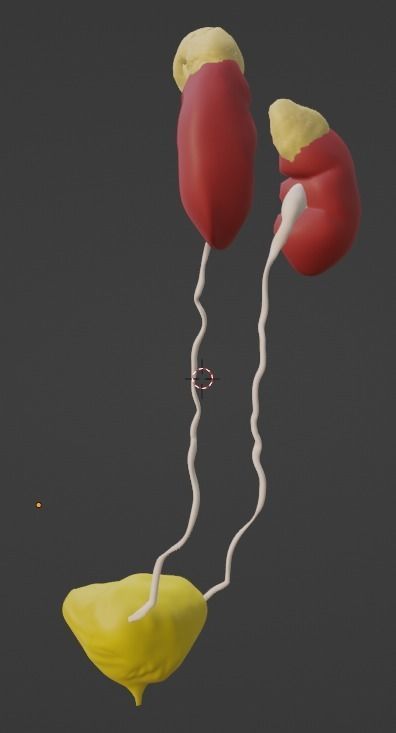 3D Model of Urinary System v2 3D model_5