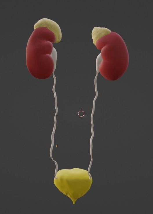 3D Model of Urinary System v2 3D model_6