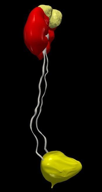 3D Model of Urinary System v2 3D model_23