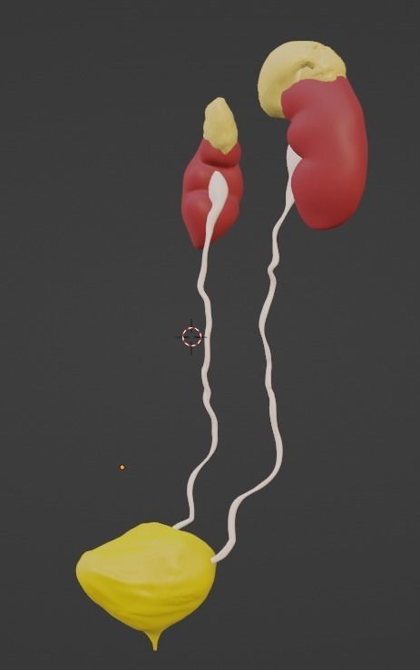 3D Model of Urinary System v2 3D model_3