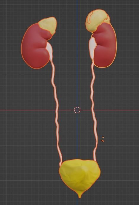 3D Model of Urinary System v2 3D model_12