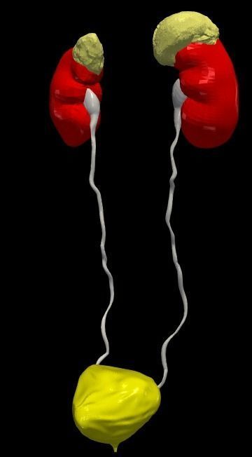 3D Model of Urinary System v2 3D model_11