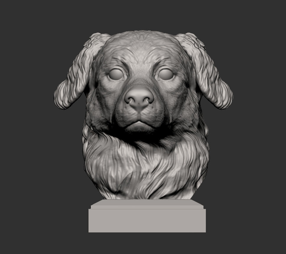 Australian shepherd bust 3D print model_5
