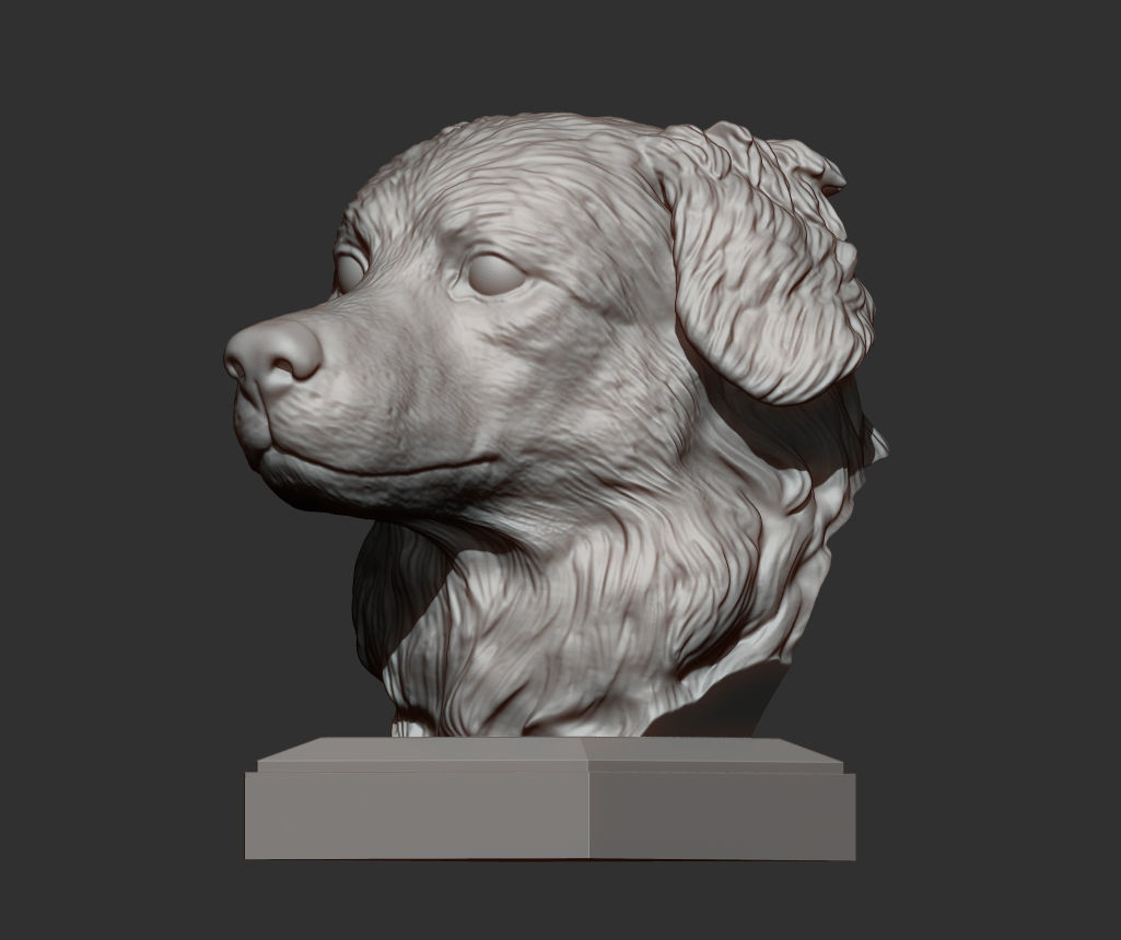 Australian shepherd bust 3D print model_4