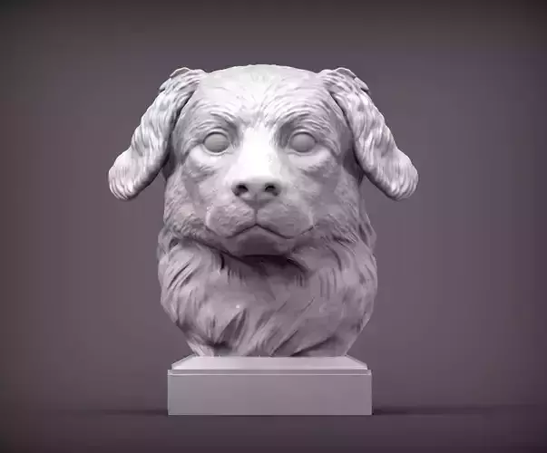 Australian shepherd bust