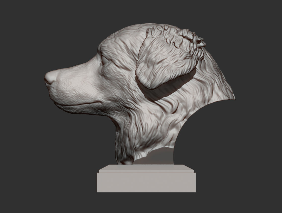 Australian shepherd bust 3D print model_6