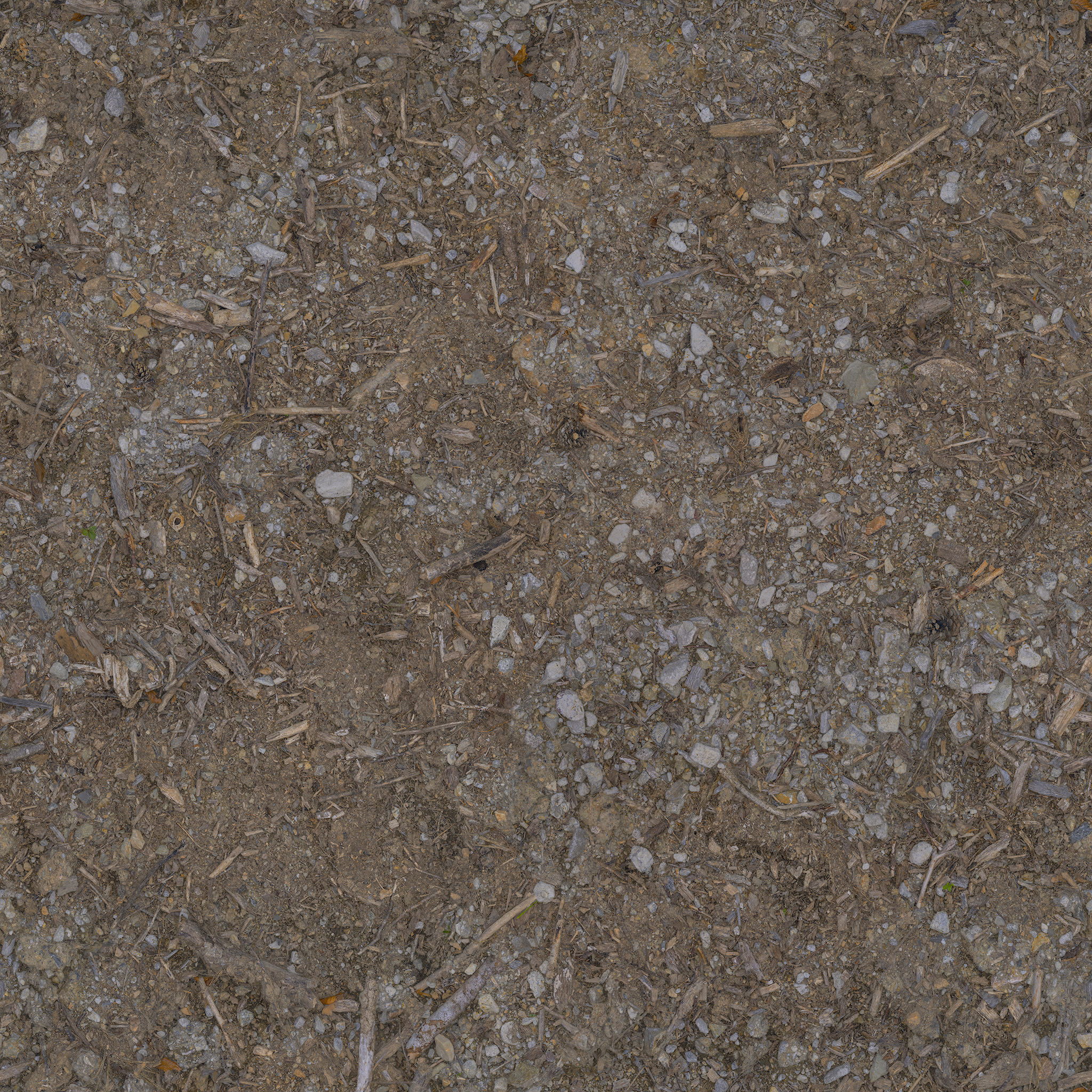 Ficus Elastica Black 3D model_30