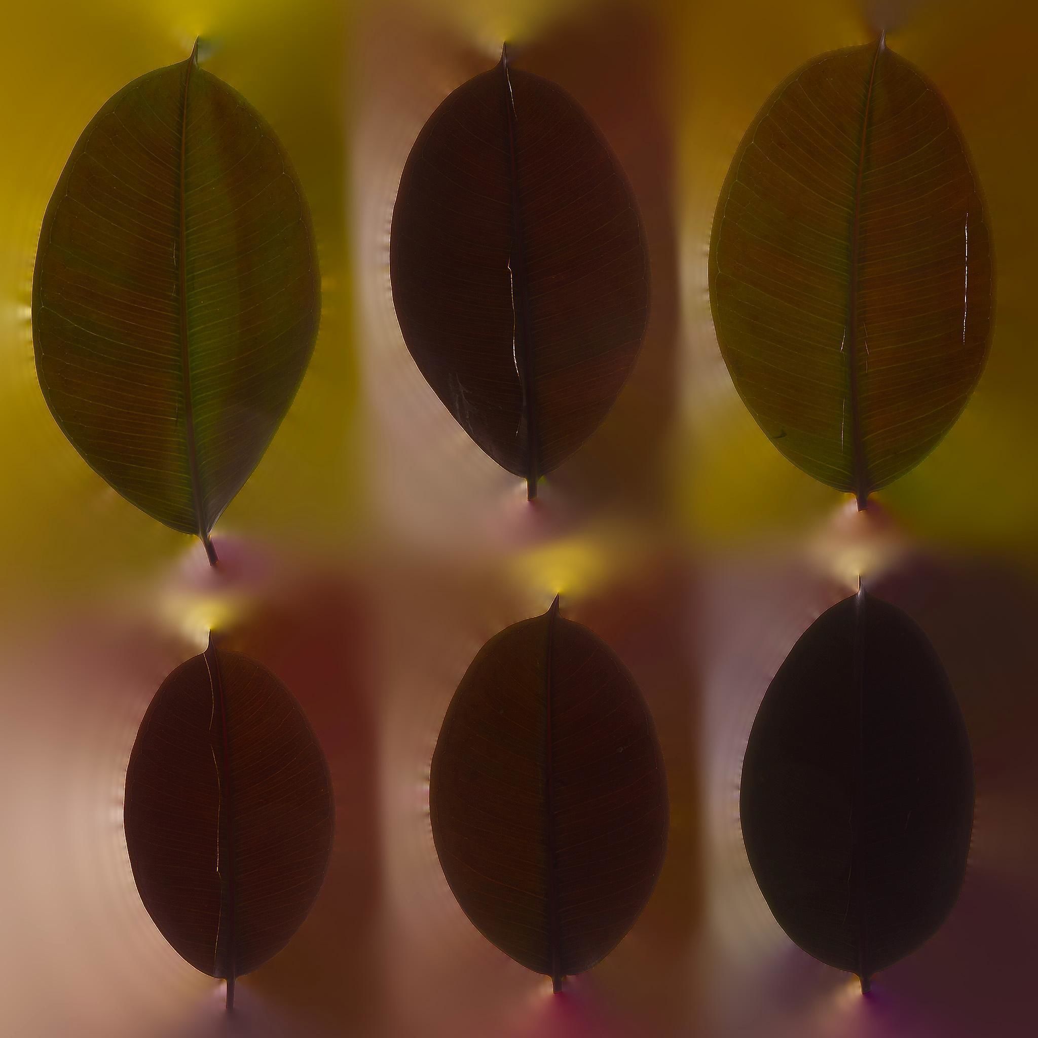 Ficus Elastica Black 3D model_12