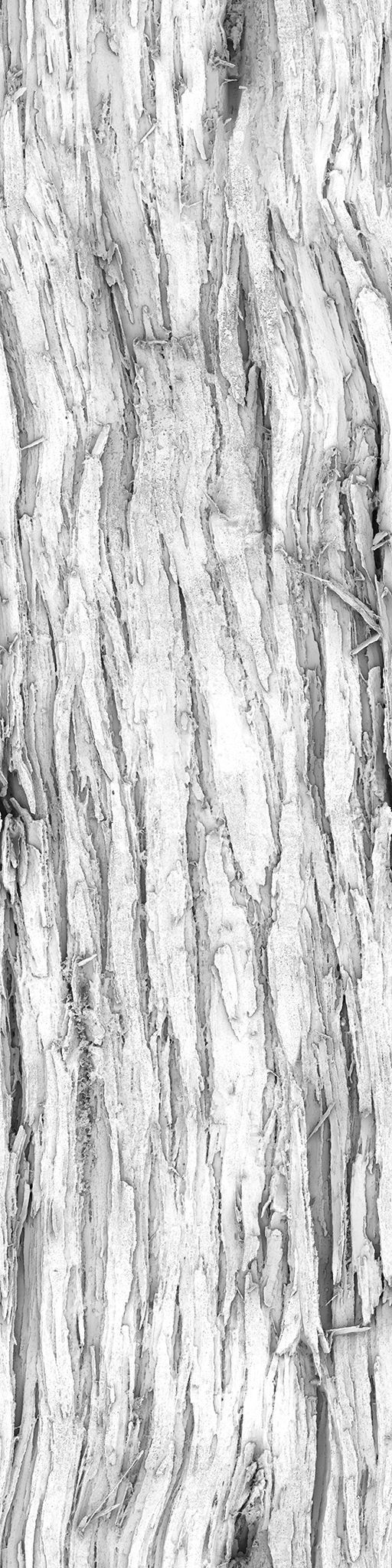 Ficus Elastica Black 3D model_25