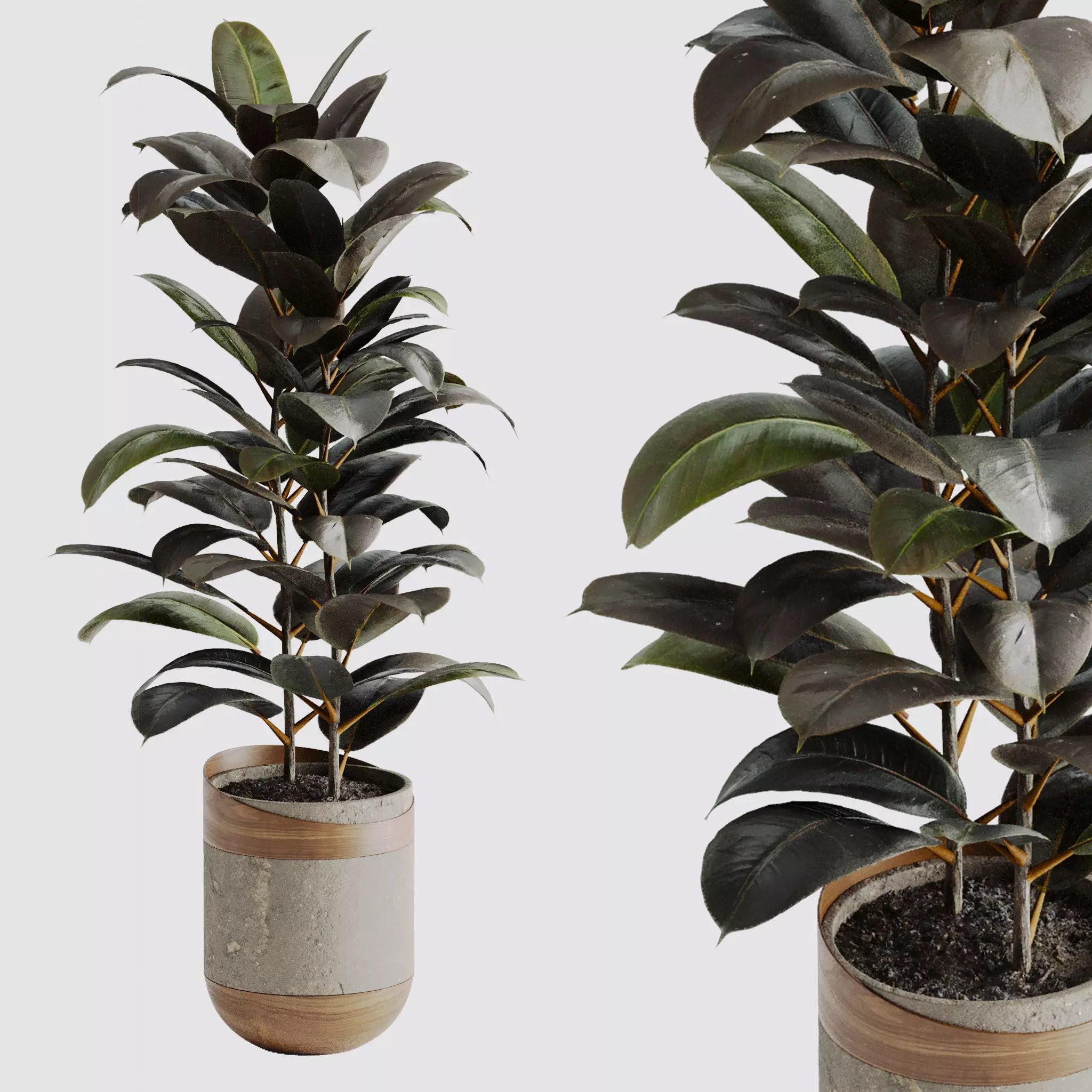 Ficus Elastica Black 3D model_0