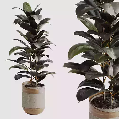 Ficus Elastica Black
