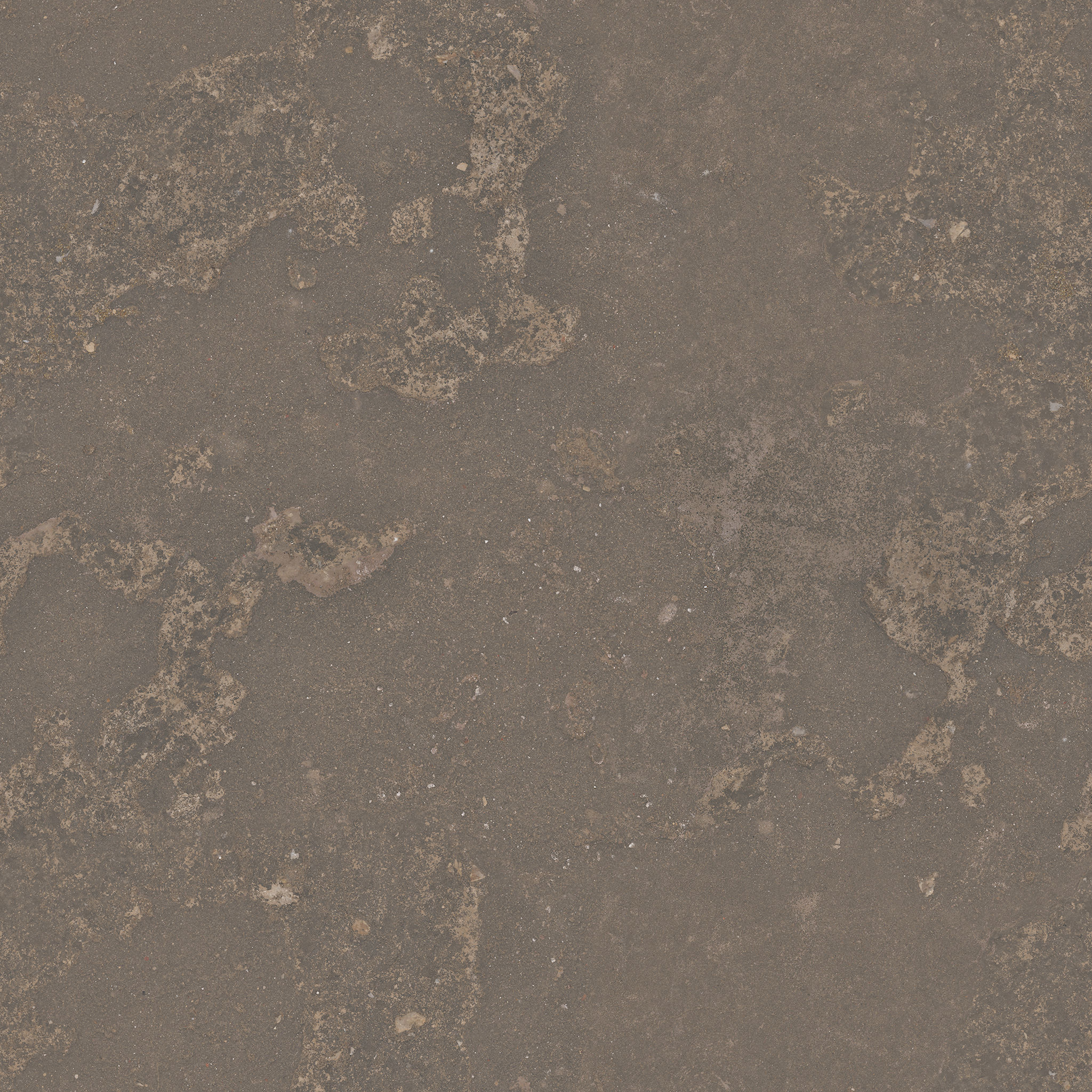 Ficus Elastica Black 3D model_17