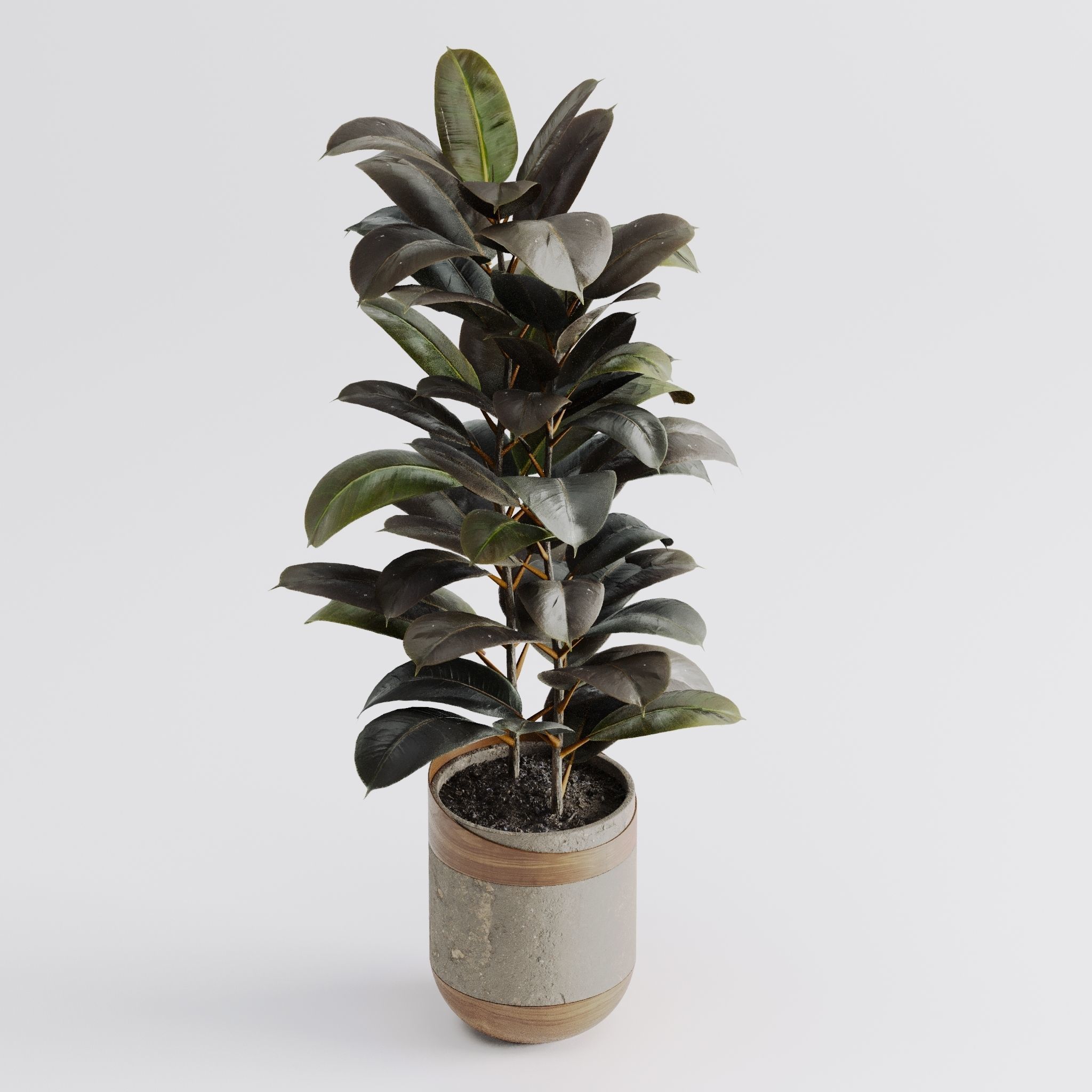 Ficus Elastica Black 3D model_4