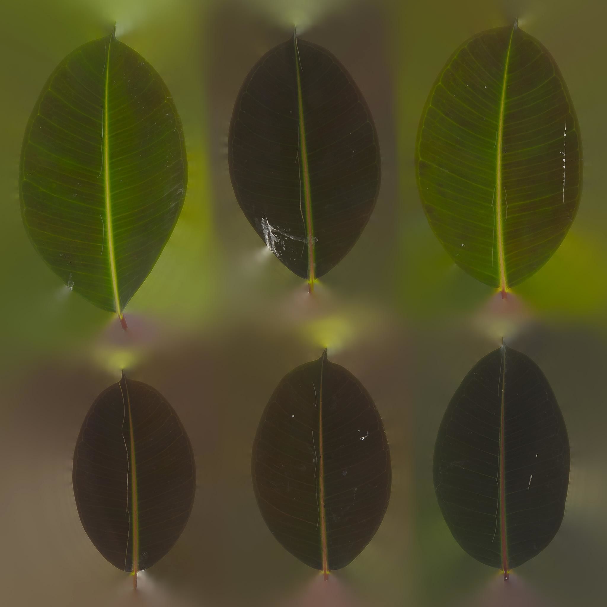 Ficus Elastica Black 3D model_9