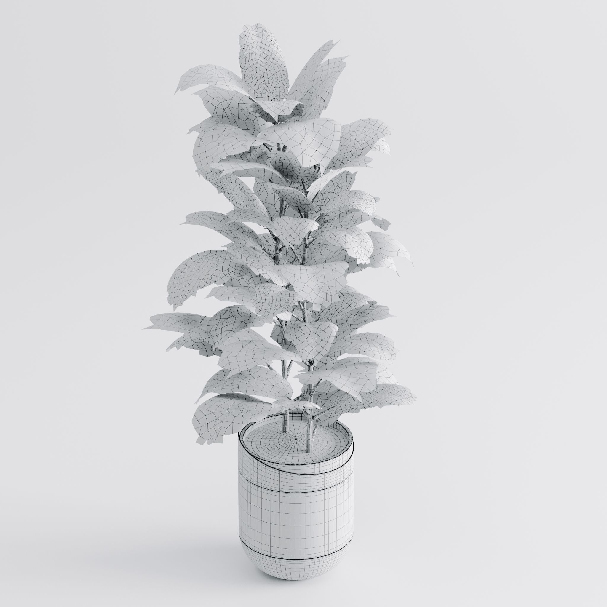 Ficus Elastica Black 3D model_5