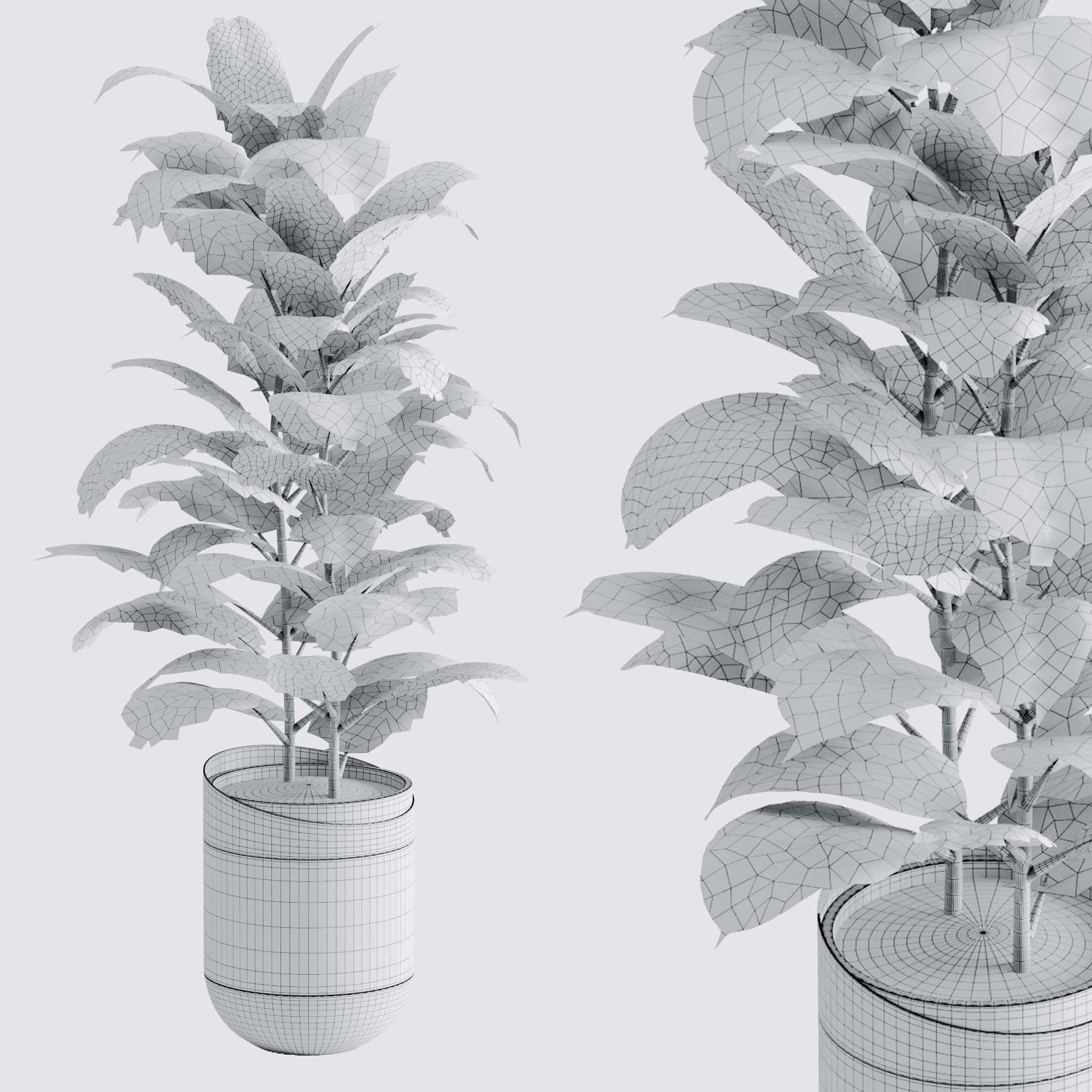 Ficus Elastica Black 3D model_3