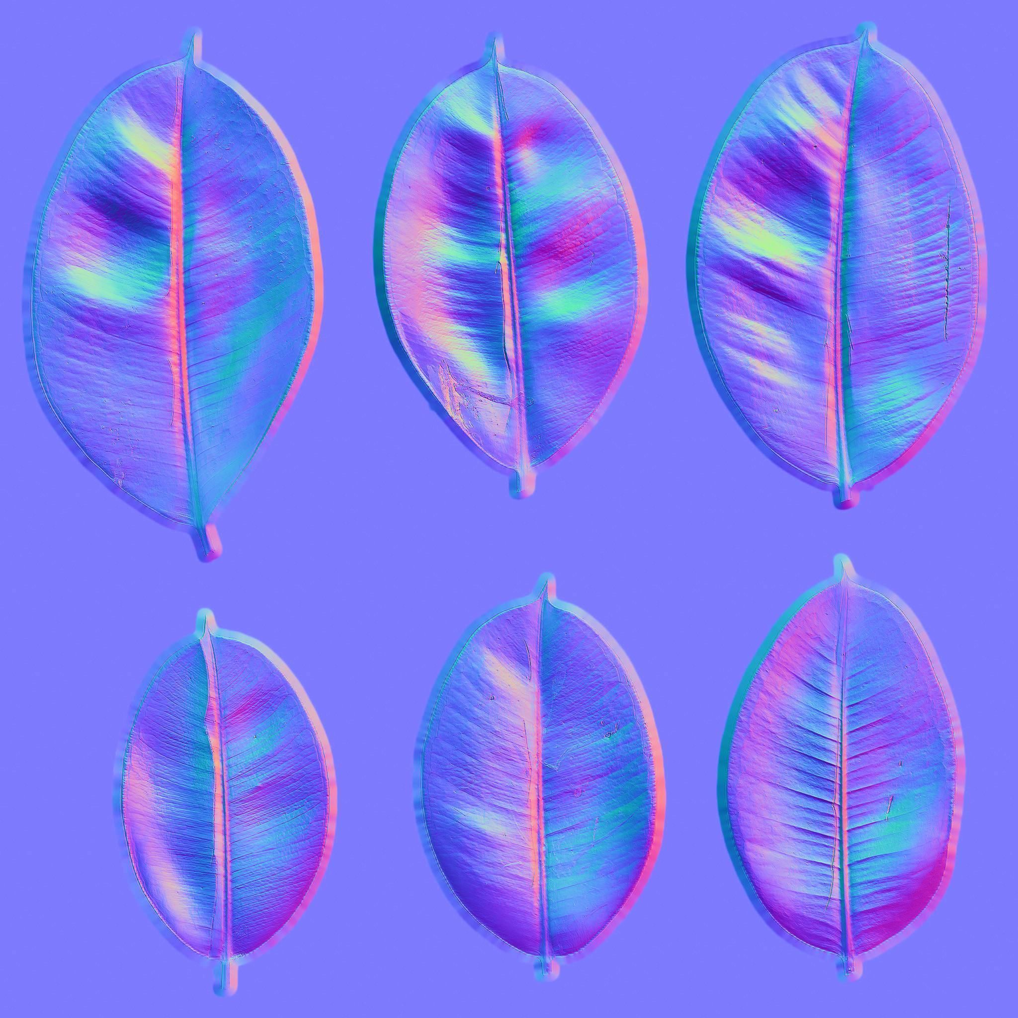 Ficus Elastica Black 3D model_11