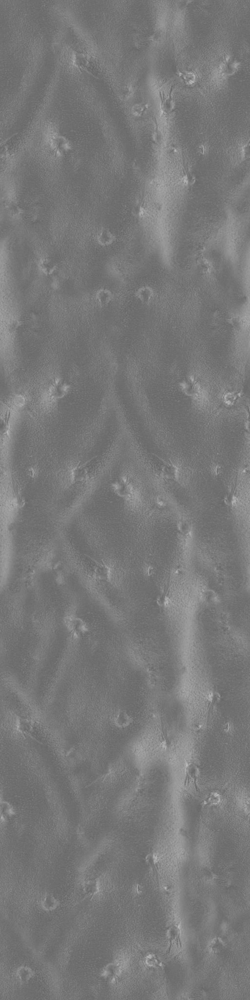 Ficus Elastica Black 3D model_28