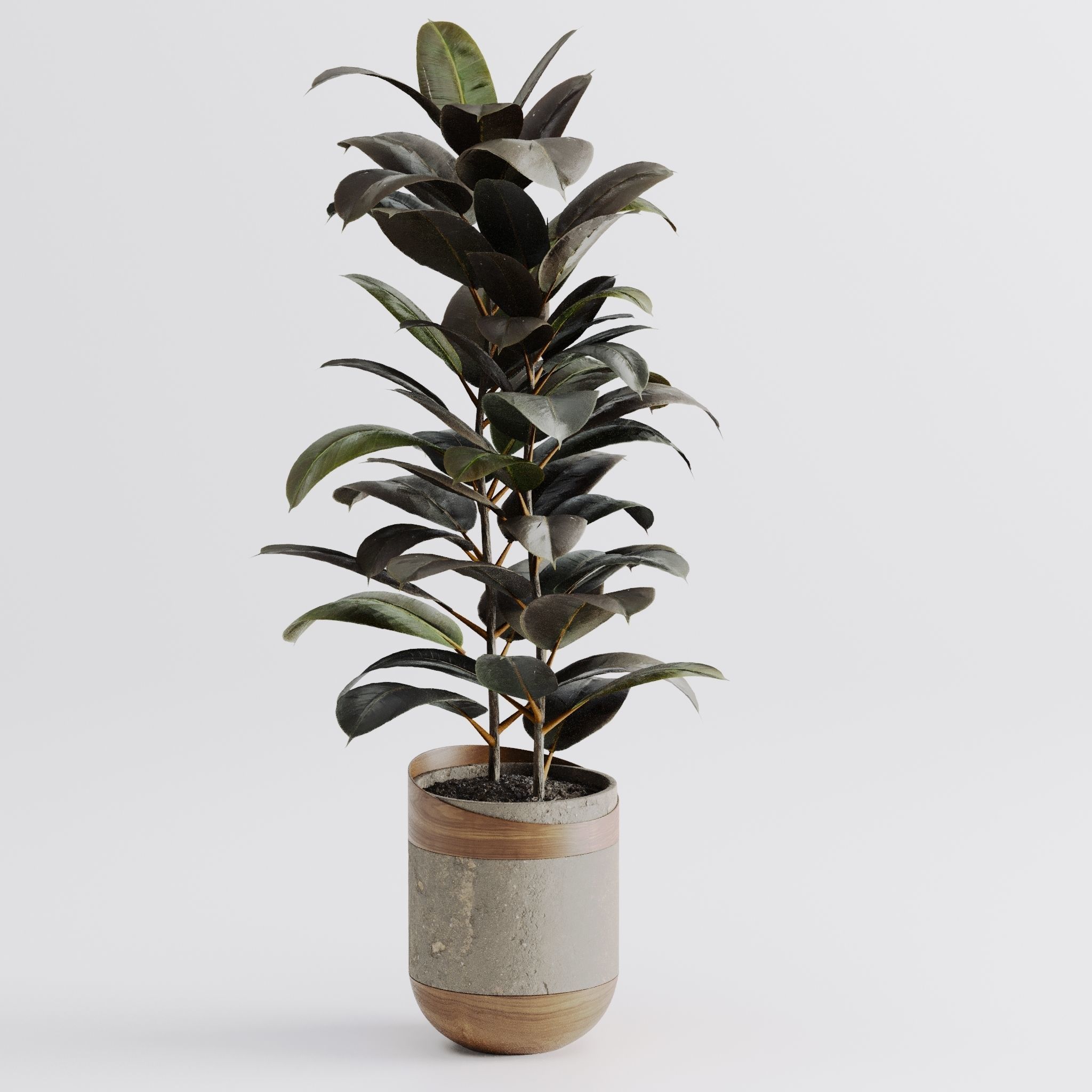 Ficus Elastica Black 3D model_6
