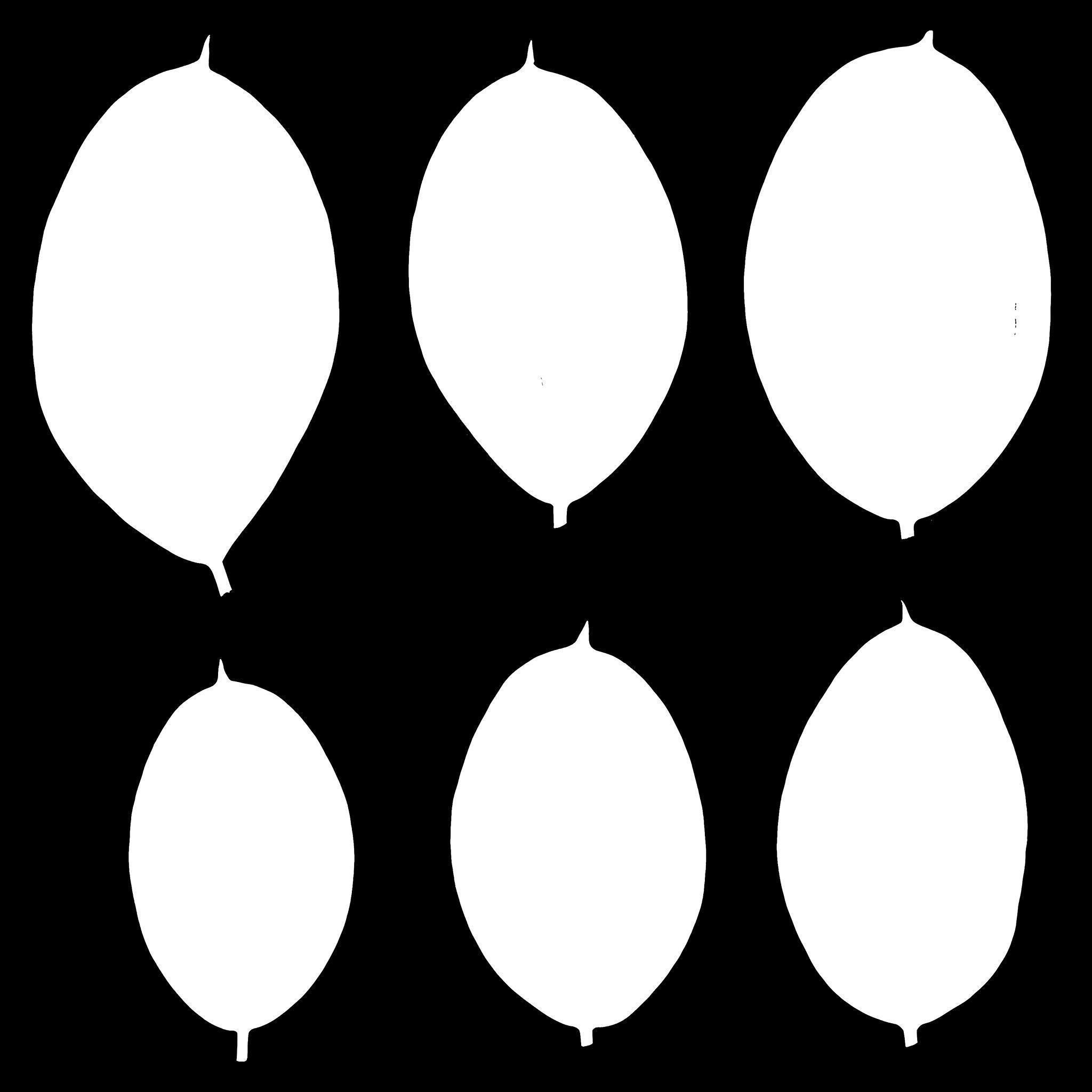 Ficus Elastica Black 3D model_13