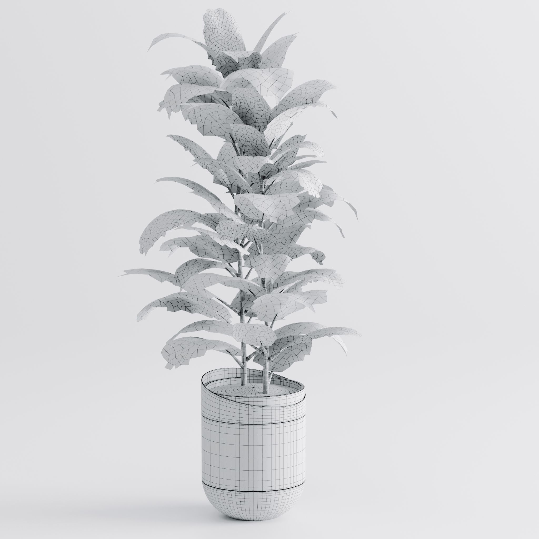 Ficus Elastica Black 3D model_7